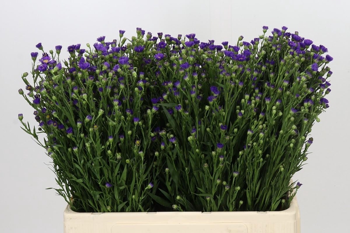 <h4>Aster Casamare</h4>