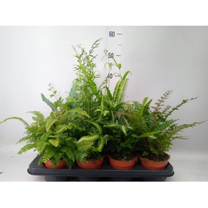Ferns   ...mix