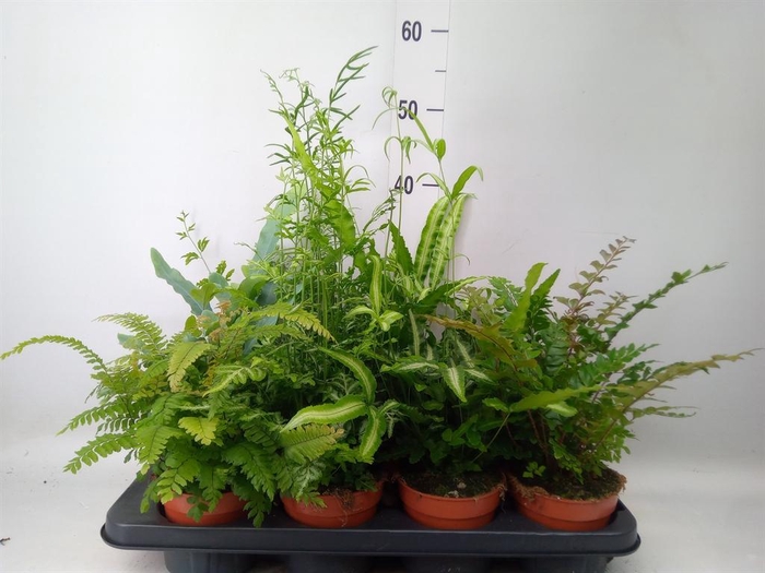 <h4>Ferns   ...mix</h4>