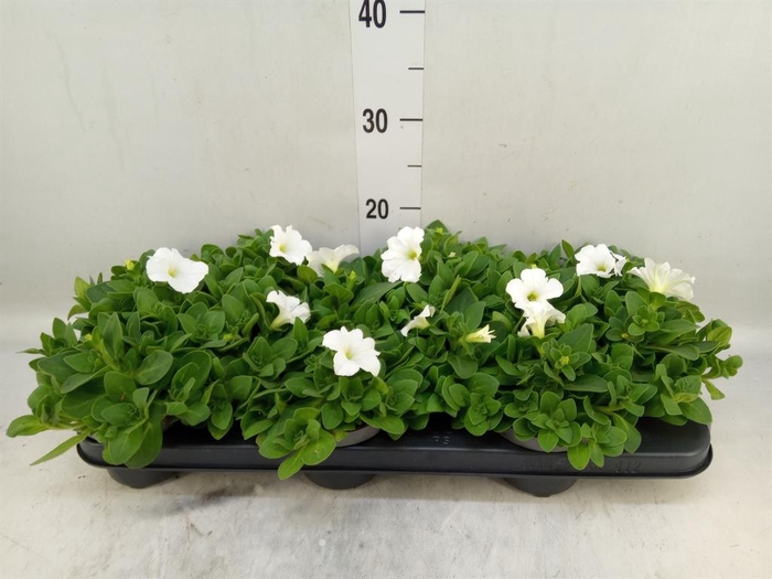 <h4>Petunia   ...</h4>