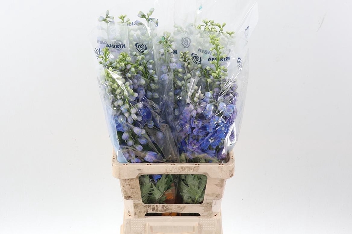 <h4>Delph Du Guard Blue</h4>