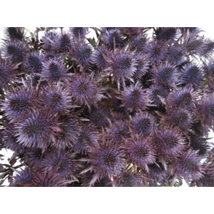 Eryn Magnetar Aubergine L60