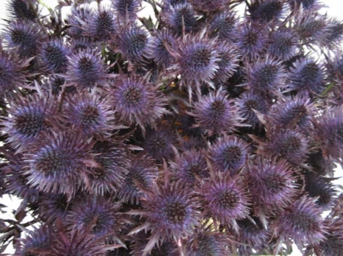 <h4>Eryn Magnetar Aubergine L60</h4>