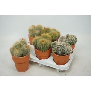 Cactus mix 12Ø 18cm