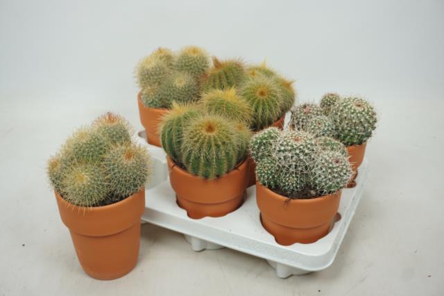 Cactus mix 12Ø 18cm