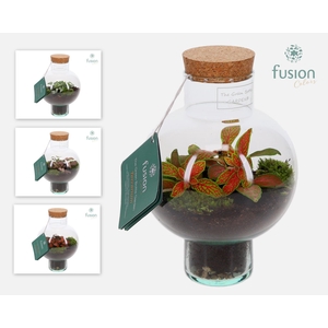 Green BottleLaura XSmall met Terrarium arrangement