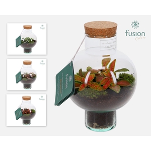 Green BottleLaura XSmall met Terrarium arrangement