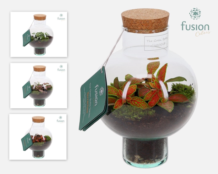 <h4>Green Bottle Laura XSmall met Terrarium arrangement</h4>