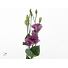 Eust Savanne soft pink Montana
