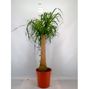 Beaucarnea recurvata