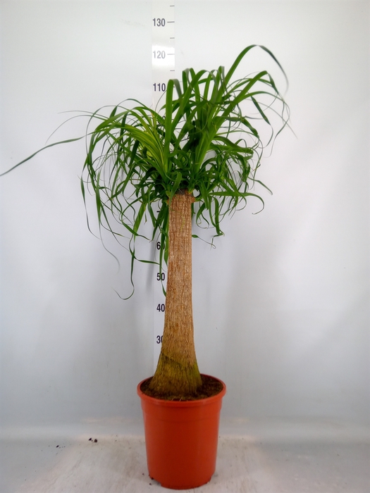 <h4>Beaucarnea recurvata</h4>