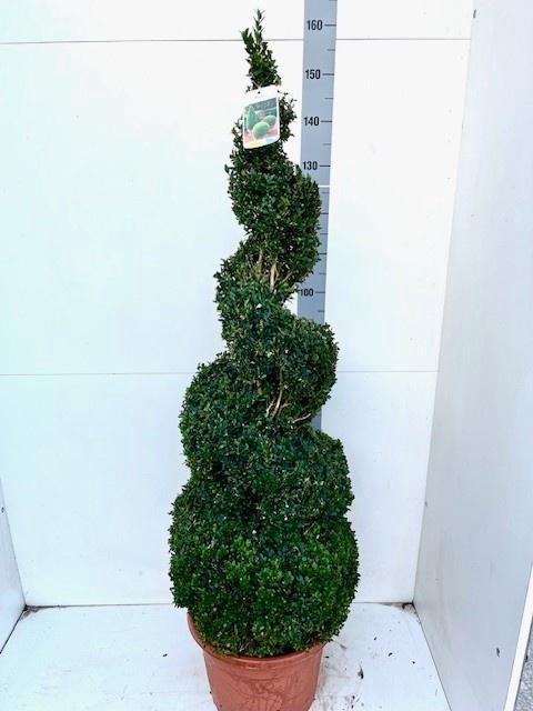 <h4>BUXU SEMPERVIRENS</h4>