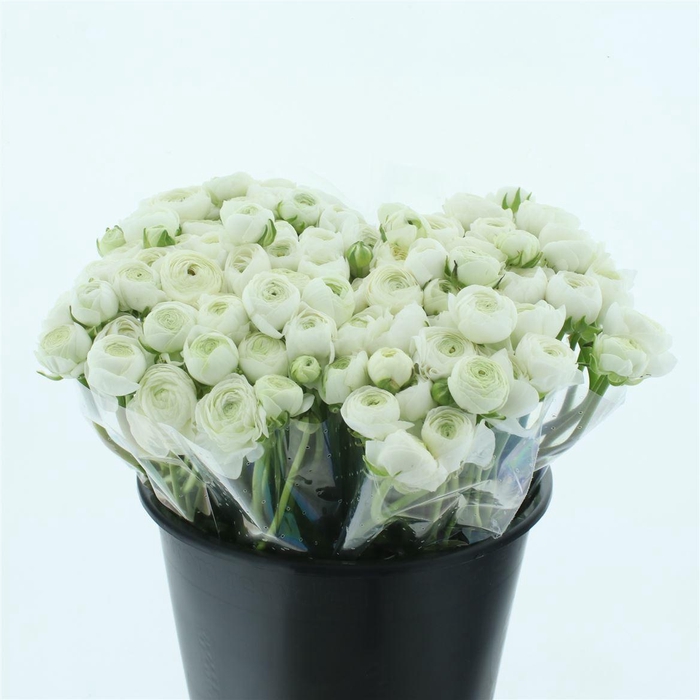 <h4>Ran El Sr White Extra</h4>