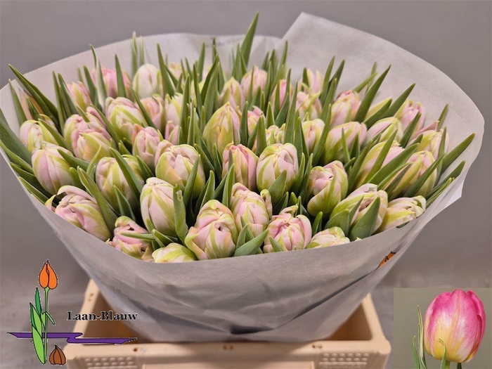 <h4>Tu Du Dotcom</h4>