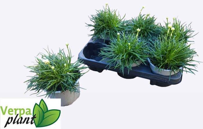 <h4>ARME MAR ALBA</h4>