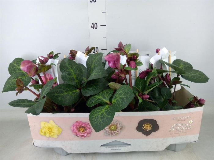 <h4>Helleborus  'Fkiss '   ...mix</h4>