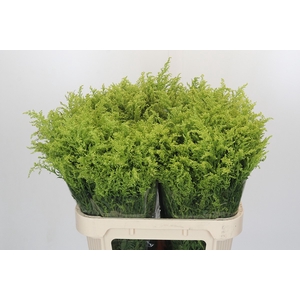 Solidago Tara Gold Buiten