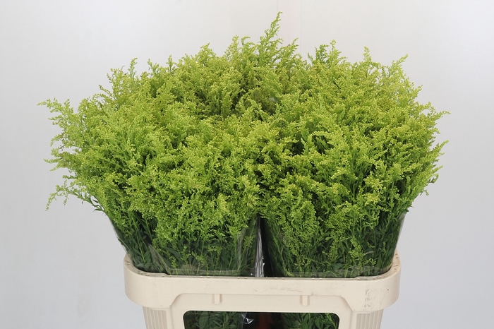 <h4>Solidago Tara Gold Buiten</h4>