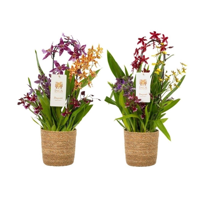 <h4>Inca Bouquesh Grand in luxury basket</h4>