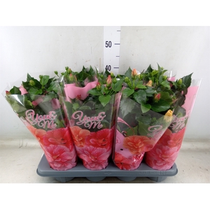 Hibiscus rosa-sin.   ...mix