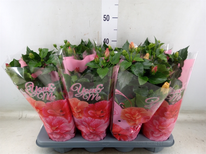 <h4>Hibiscus rosa-sin.   ...mix</h4>