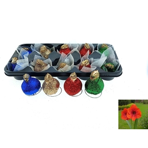 BLOEMBOL HIPPEASTRUM