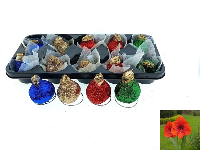 <h4>BLOEMBOL HIPPEASTRUM</h4>