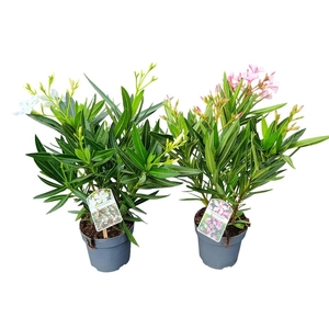 NERI OLEANDER