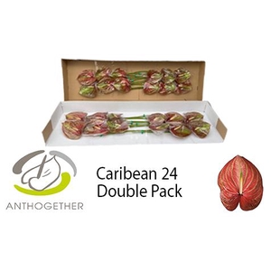 ANTH A CARIBEAN 24 Double Pack