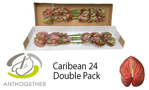 <h4>ANTH A CARIBEAN 24 Double Pack</h4>