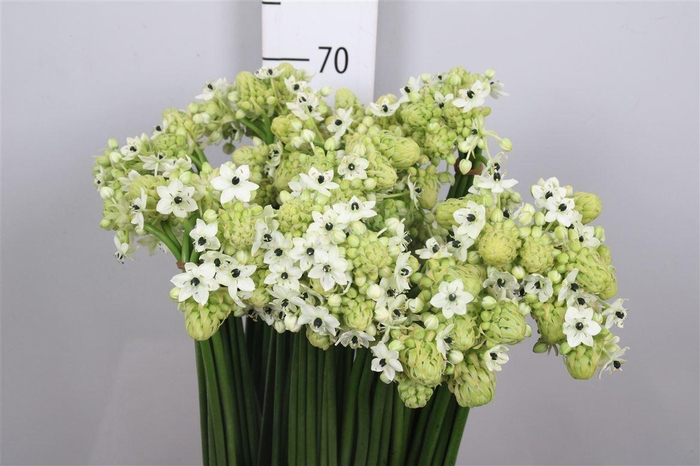 <h4>Ornit Saundersiae</h4>