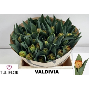TU DU VALDIVIA