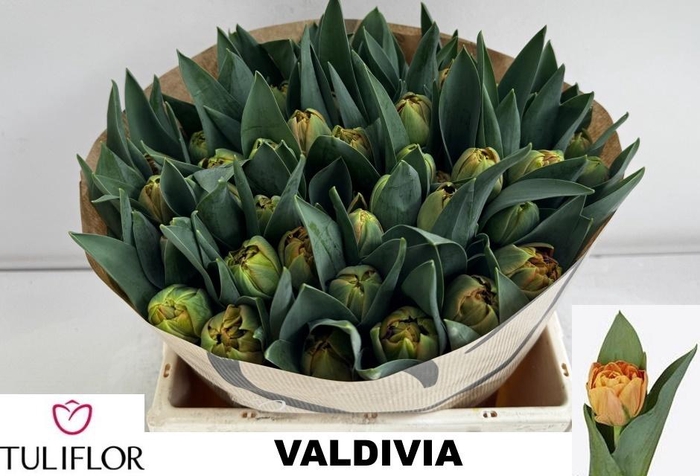 <h4>TU DU VALDIVIA</h4>