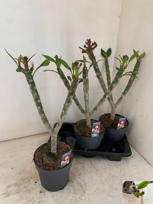 <h4>PLUMERIA HAW GEM</h4>