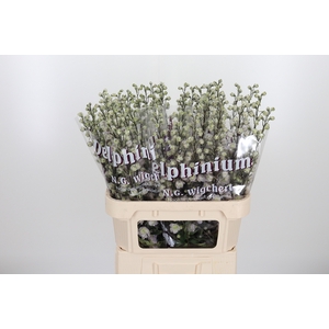 Delphinium El Overig
