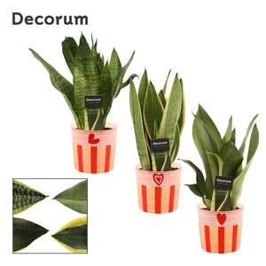Sansevieria Super Mix 12 cm in Romée (Sympathetic moods-collecti