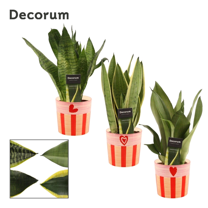 <h4>Sansevieria Super Mix 12 cm in Romée (Sympathetic moods-collecti</h4>