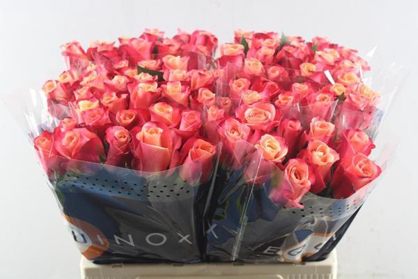 <h4>R Gr Helene L60</h4>