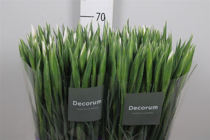 <h4>Iris Casablanca</h4>