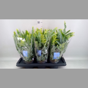 Phlebodium aureum 'Blue Star'