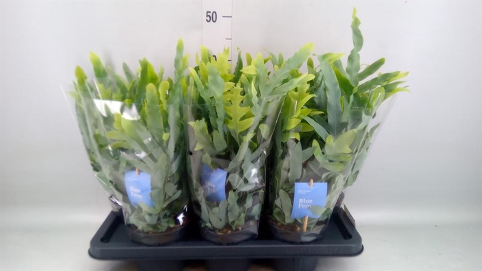 <h4>Phlebodium aureum 'Blue Star'</h4>