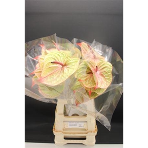 Anthurium Tequila