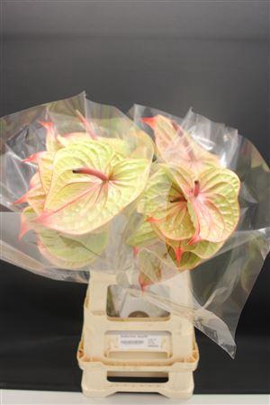 <h4>Anthurium Tequila</h4>