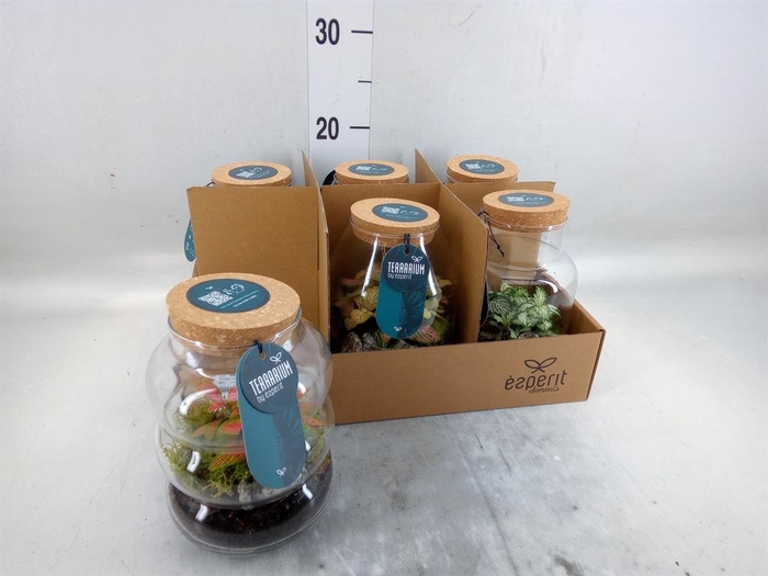 <h4>Arr. Planten L%</h4>