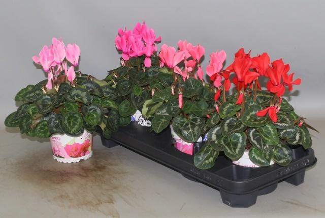 <h4>CYCL GR SUP XL</h4>