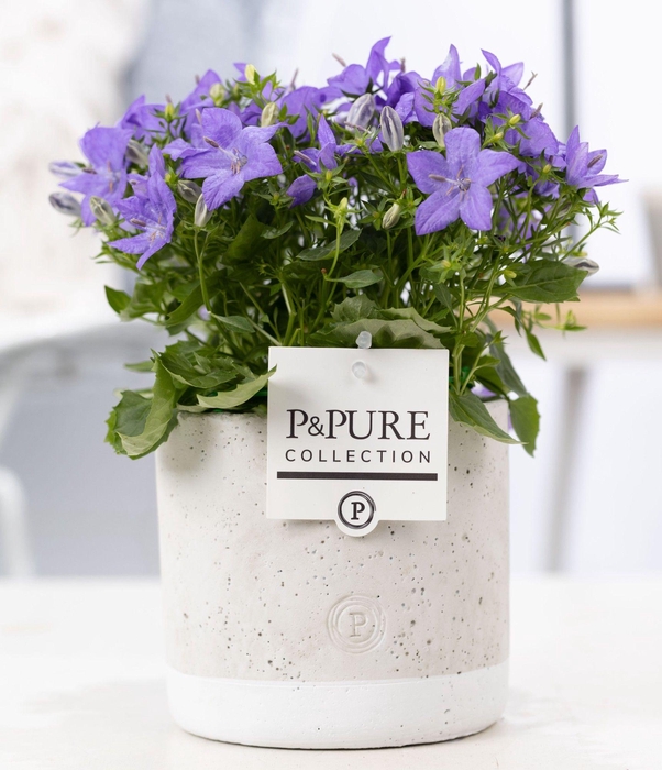 <h4>Campanula 'Napoli' Pure Jade</h4>