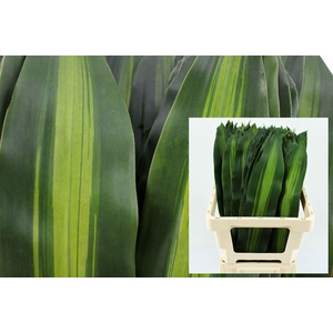 Drac Massangeana Bont 60cm