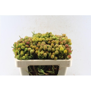 Kaaps Berzelia Gallpini Ruby