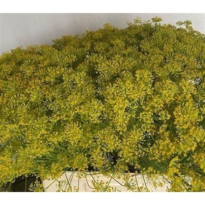 Anethum Graveolens
