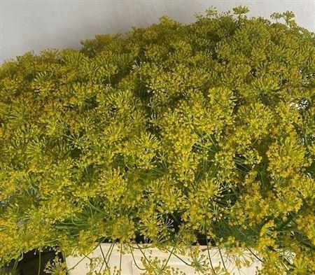 <h4>Anethum Graveolens</h4>